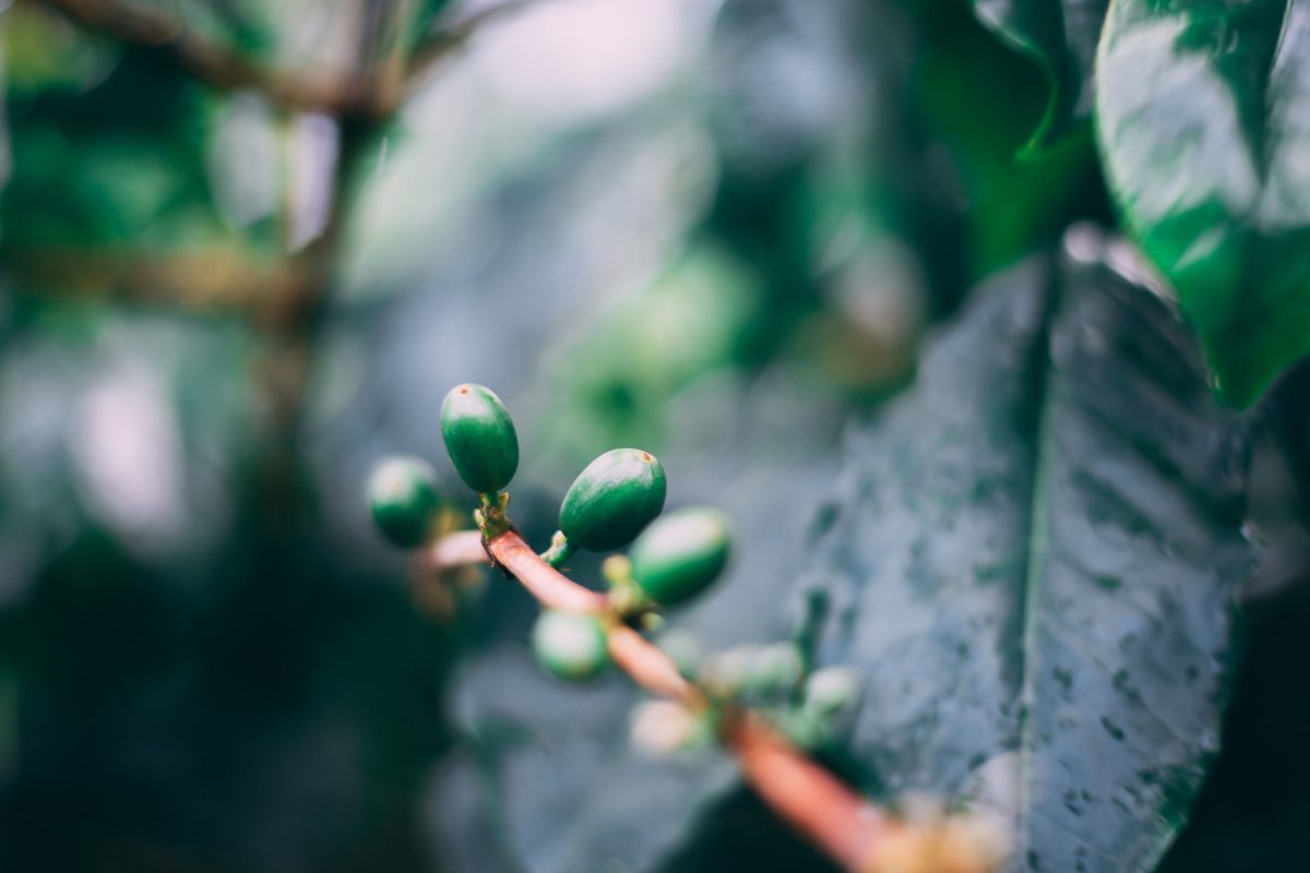 咖啡豆莊園介紹篇-茵赫特莊園