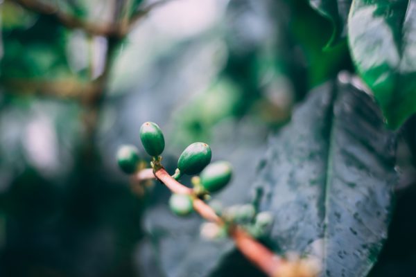 咖啡豆莊園介紹篇-茵赫特莊園