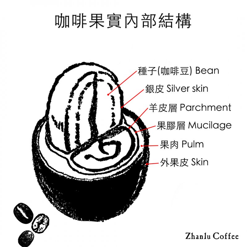 咖啡豆種類介紹